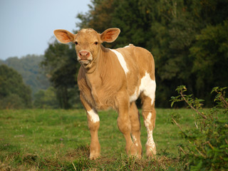 veau