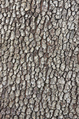 Bark Texture