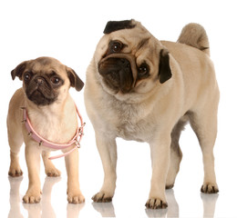 growth - pug standing beside puppy with collar that is too big