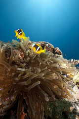 Fototapeta na wymiar ocean and anemone