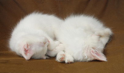 Two Sleeping White Kittens