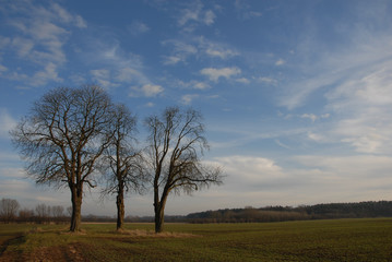 Bäume in der Marsch