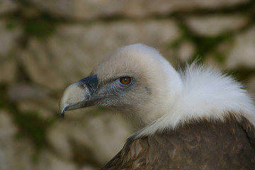 Gyps fulvus - Griffon Vulture