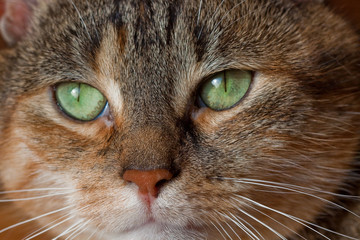Katzenaugen