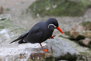 Inkaseeschwalbe