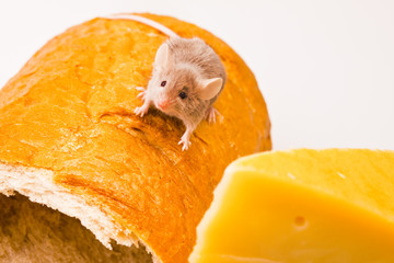 Mouse on bread