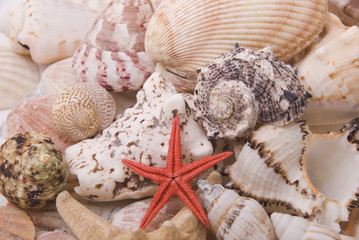 Mussels and starfish