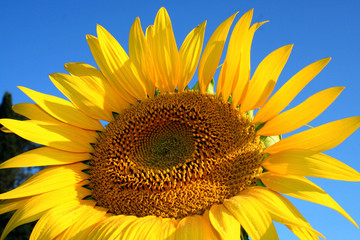 Naklejka premium sunflower