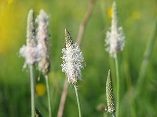 plantain © K. Palvinskiy