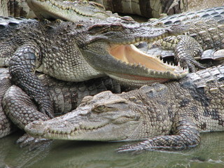 Obraz premium Crocodile
