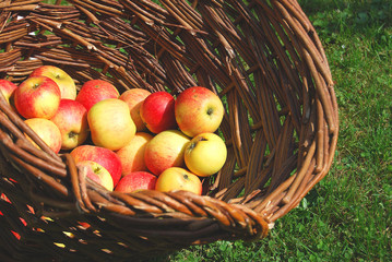 Apfelkorb 2