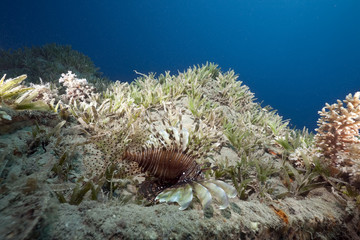 ocean and lionfish