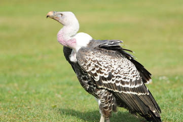 Geier 9