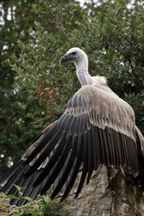 vautour fauve, gyps fulvus