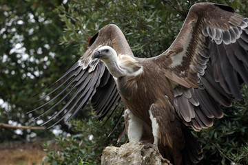 vautour fauve, gyps fulvus