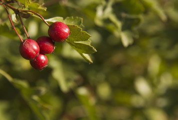 Obraz premium Hawthorn - fruit of autumn