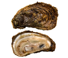 Crassostrea virginica