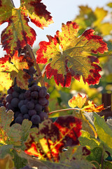 Red Grapes on the Vine