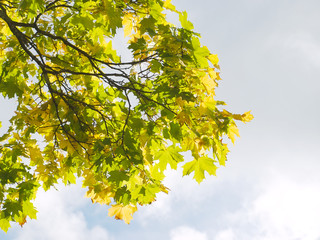 Autumnal scenery. Maple tree branch in sunlight.