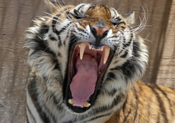 Snarling tiger