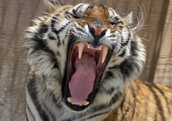Acrylic prints Tiger Snarling tiger