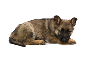 laying German shepherds puppy isolated on white background