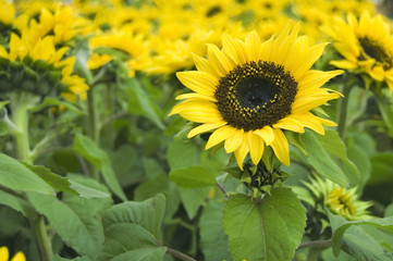 Obraz premium sunflowers
