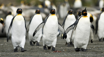 Trio de pingouins marchant ensemble