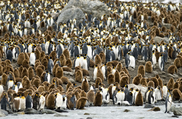 King Penguin Colony - St. Andrews Bay, South Georgia