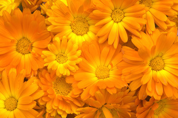 floral background (orange)