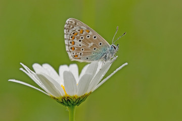 Fototapeta na wymiar Bläuling - common blue