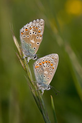 Bläulinge bei Sonnenaufgang