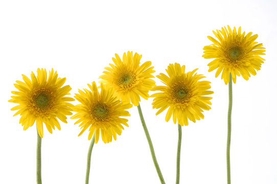 Clear white background –mix of 5 sunflower