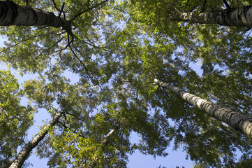 Fototapeta premium trees
