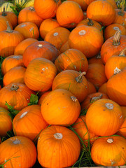 oranger Helloweenkürbis