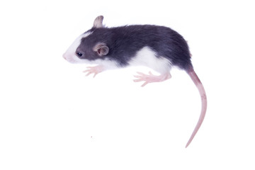 rat isolated on white