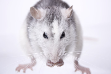 rat isolated on grey