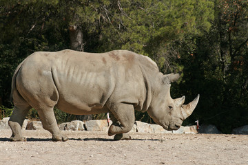 Obraz premium rhinocéros