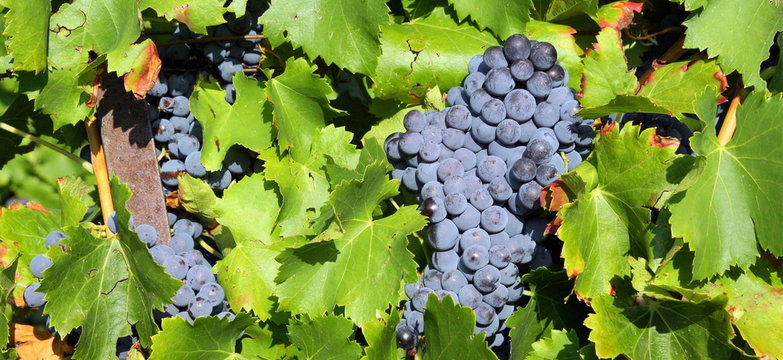 feuillage et grappe