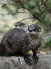 otter