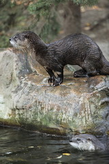 Obraz premium otter