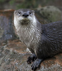 Otter