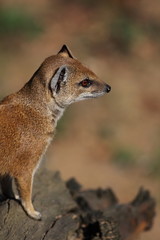 Naklejka premium yellow mongoose