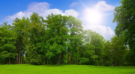 Fototapeta premium Wood idyll