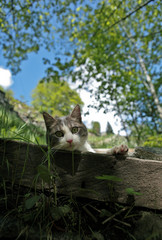 Cat - lovely kitty within a beautiful summer scenery.