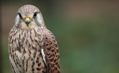 Common Kestrel -  close-up view of this beautiful bird
