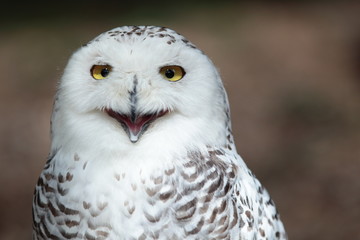 Snowy owl (Bubo scandiacus)