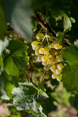 winegrapes