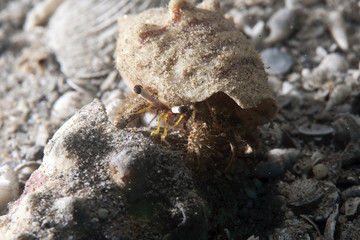 reef hermit crab
