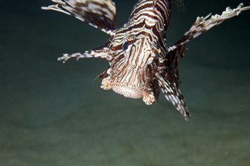 lionfish